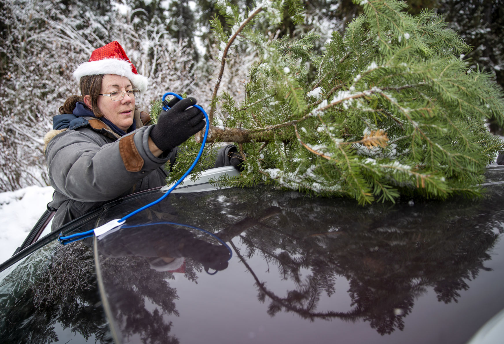 Picking the perfect tree
